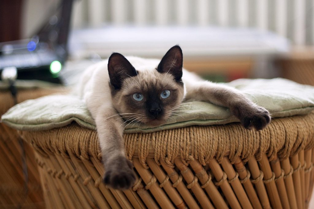 『ねこねこ』シリーズ読む順番は?:まとめ